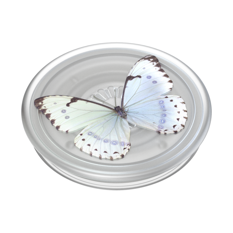 PlantCore Whisper Moth image number 2